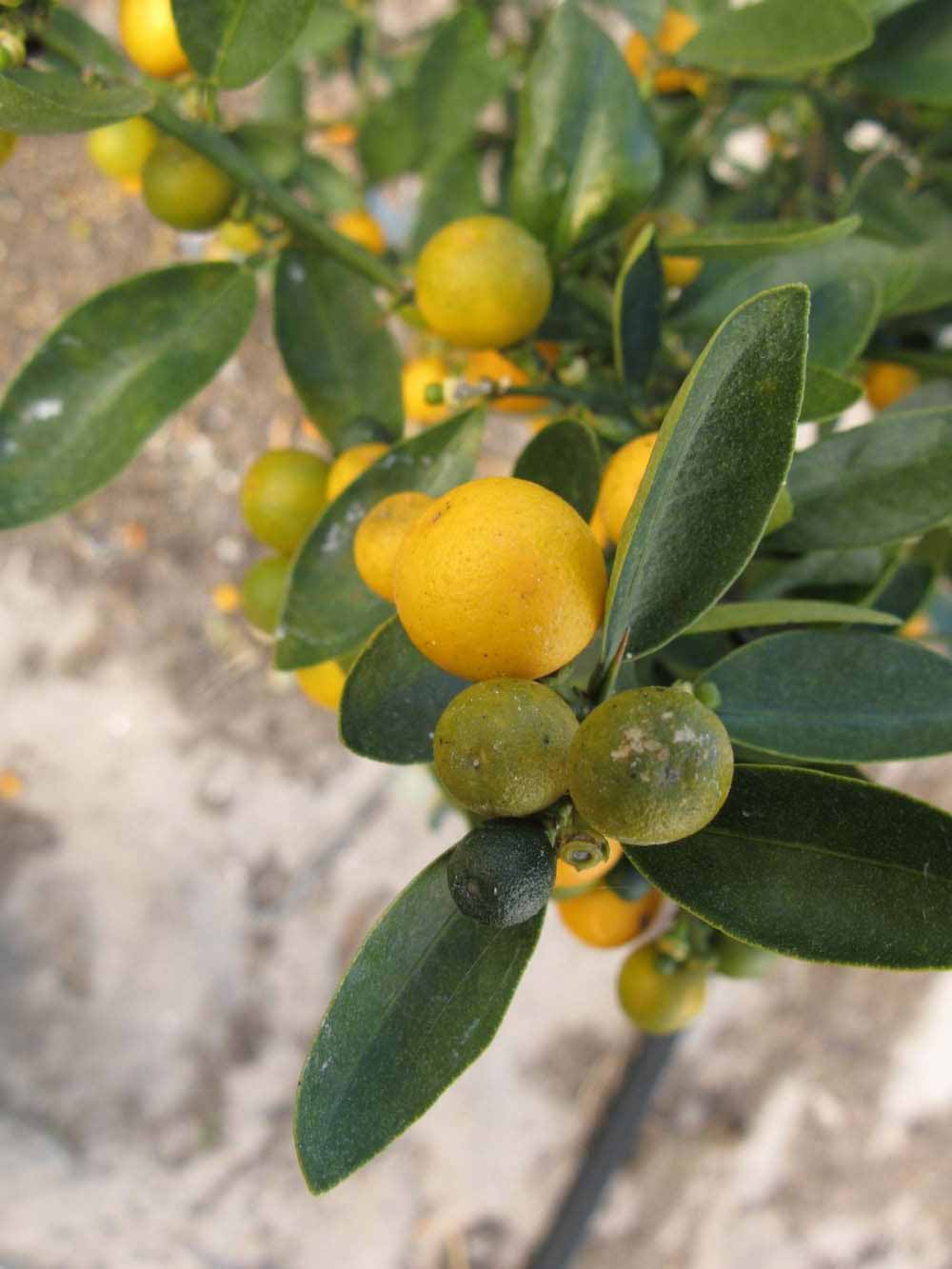            Fruit (Winter Haven, FL)   